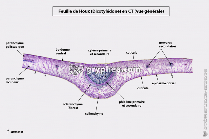 Feuille de dicotylédone en CT x6 (avec légende) - gryphea.org